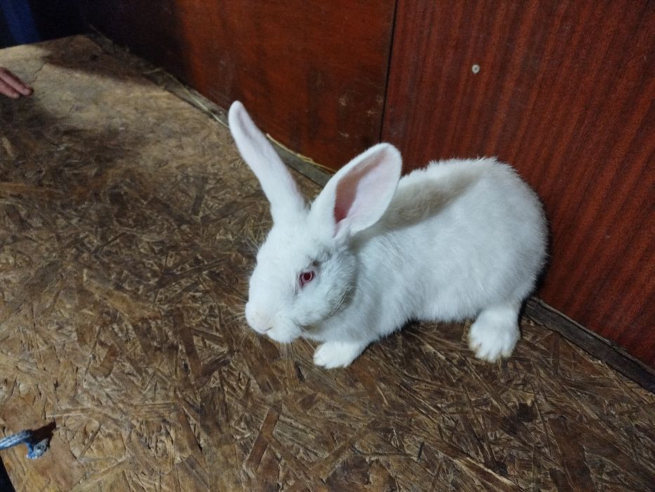 Кролі 3 місяці )