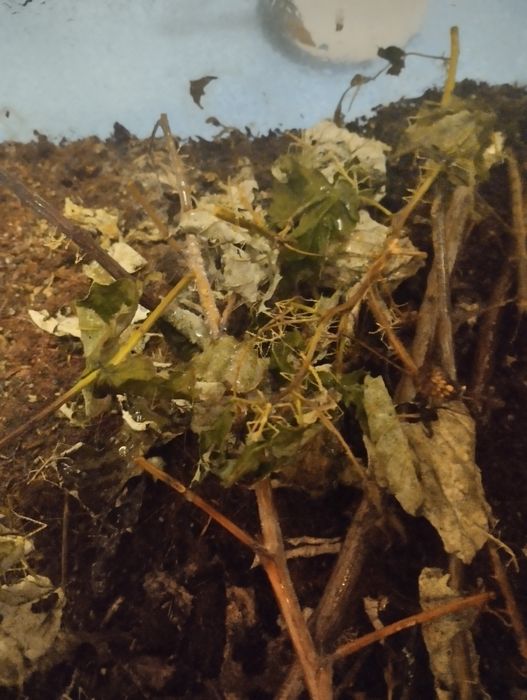 Oddam młode patyczaki