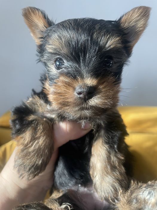 Suczka york yorkshire cudna xxs miniaturka mini