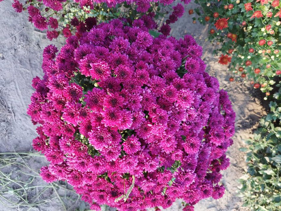 Хризантема мультифлора, саджанці