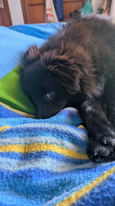 Spitz de 9 Meses para Adoção Vacinado, com Chip e Acessórios