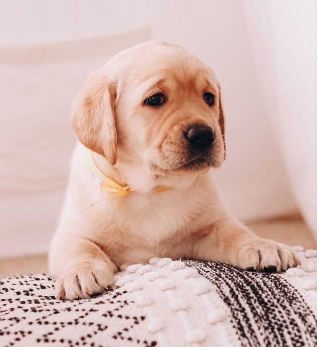 Дівчінка лабрадора ретрівера