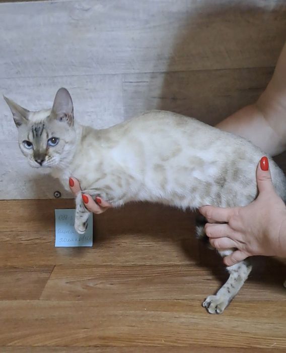 Бенгальская кошка