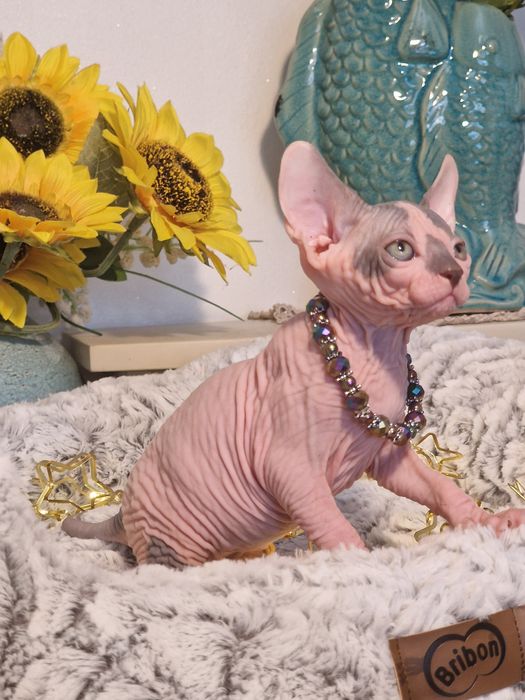 Mour-a-Mour- Canadian Sphynx
