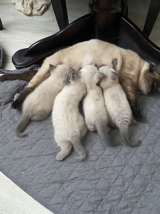 Сіамські кошенята