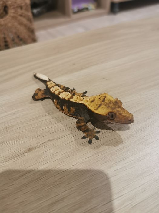 Gekon orzęsiony samiec