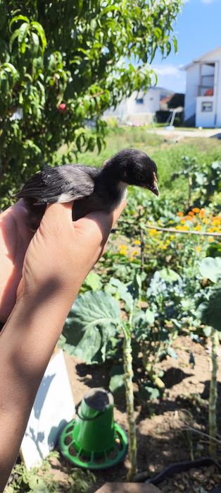 Garnizos e garnizas para venda