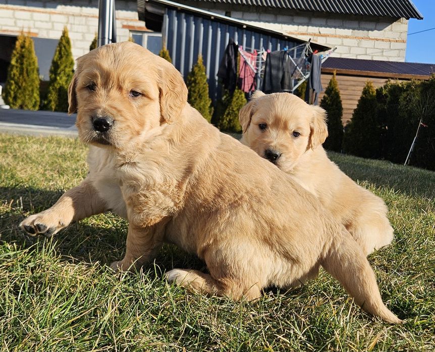 Golden retriver złoty