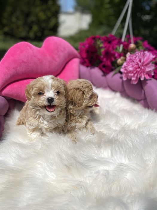 Наймиліші мальтипу