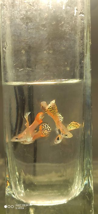 Guppys de Linhagem – Red Leopard