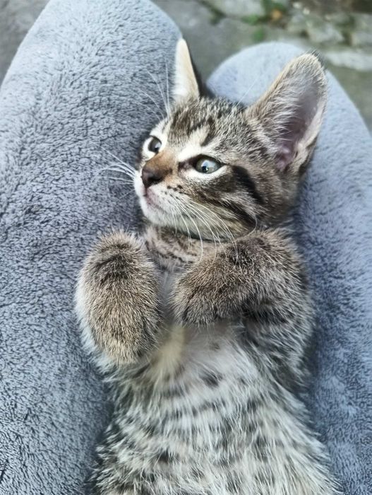 Отдам котят в семью
