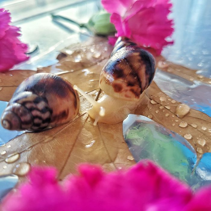 Ахатини малюки равлики Ahatina Reticulated Albino snail