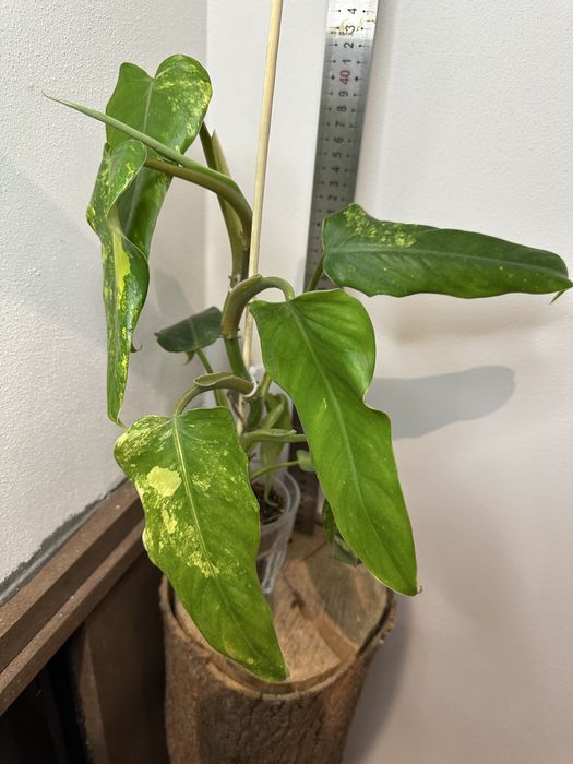 Філодендрон Philodendron  Siam Sunrise