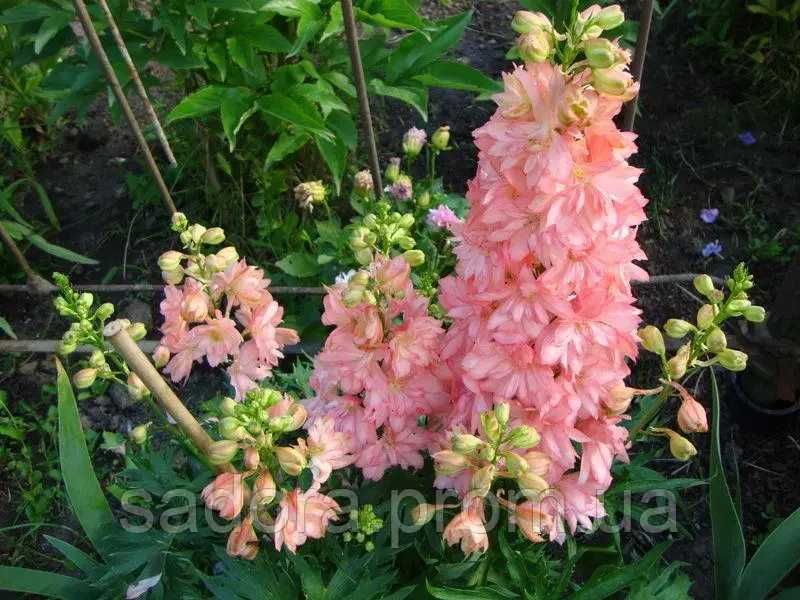 Дельфініум Новозландський, двохрічні саджанці в контейнері R9