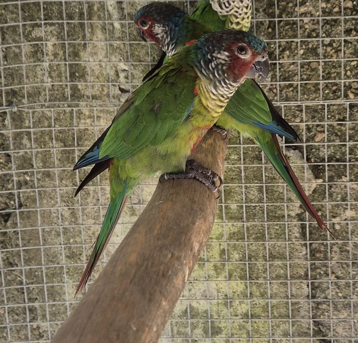 Casal Pyrrhuras EMMA