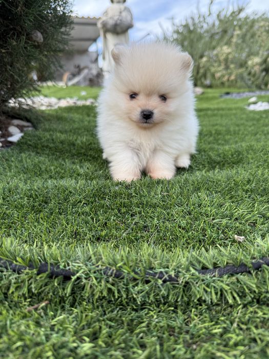 Spitz anão alemão  lulu da poumorania