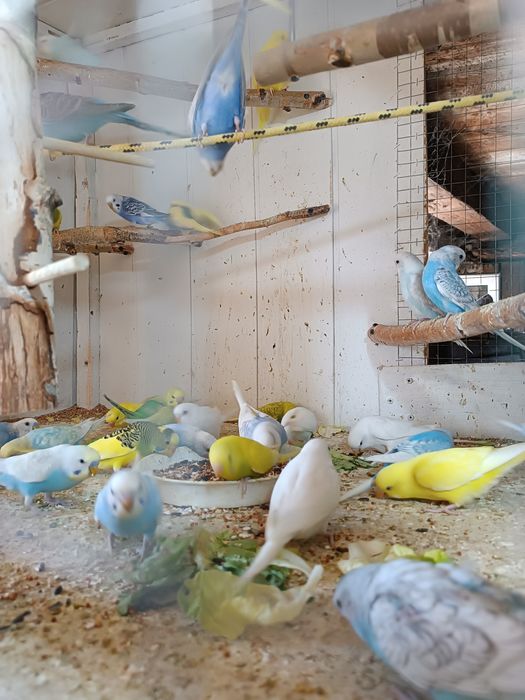 Papugi Faliste cena 35  zł