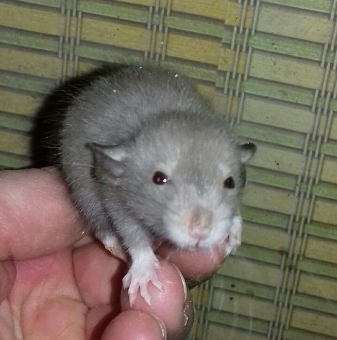 Домашние ручные декоративные крысята