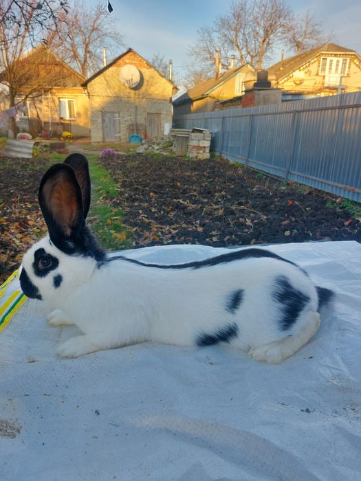 Кролі німецький строкач