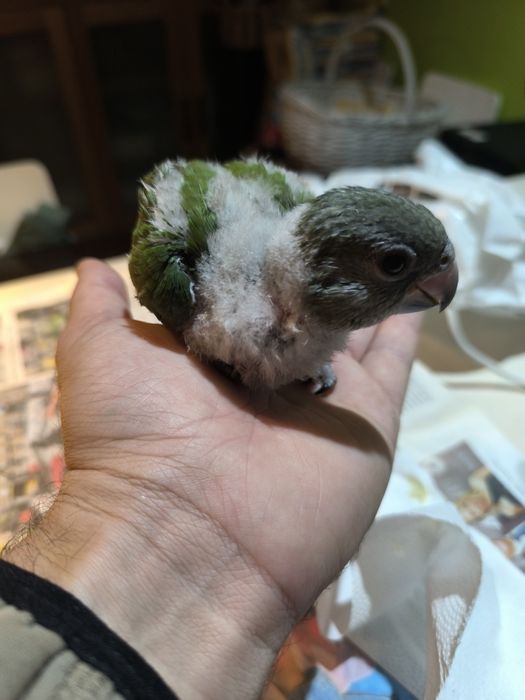 Papagaios do Senegal