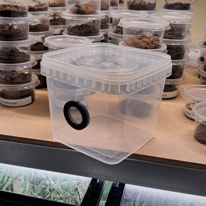 10x Pojemnik przeźroczysty braplast box 12x12x11cm z wentylacją