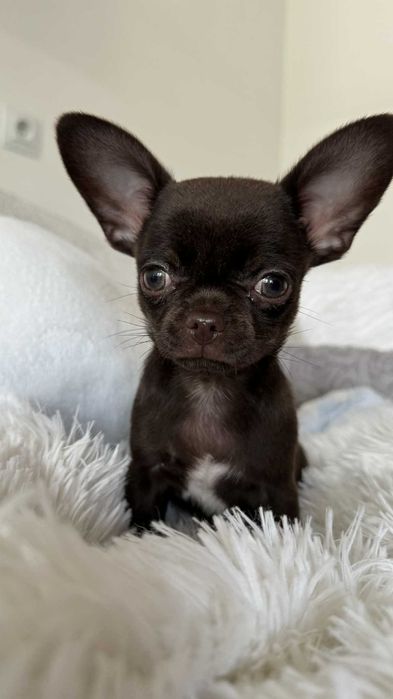 Czekoladowy Chłopczyk Mini Chihuahua z Rodowodem