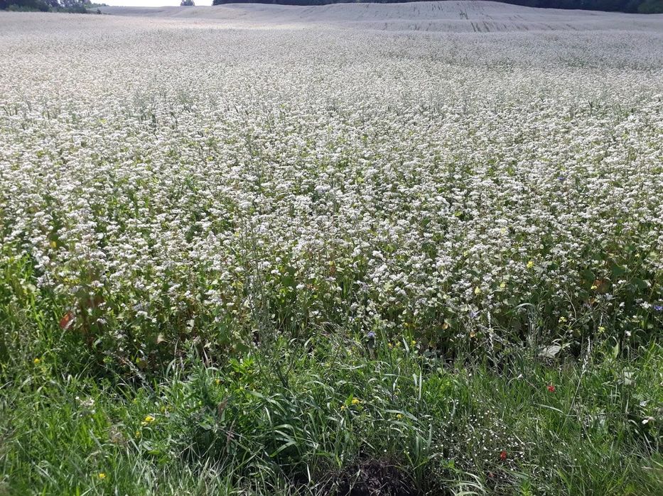 Продам гречку в мішках по 50 кг