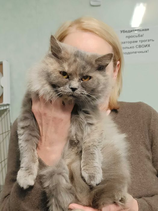 Отдам ПУШИСТУЮ трехцветную кошечку