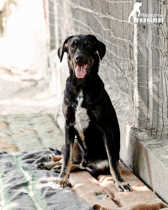FRODO - Cãozinho para Adoção
