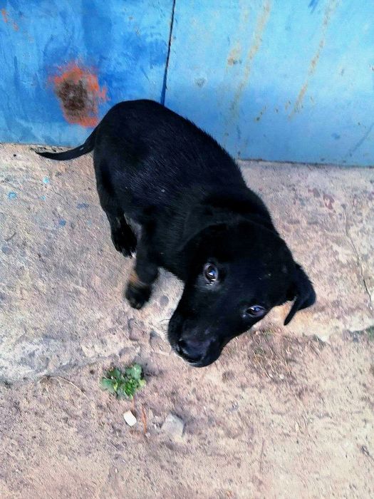 Чудовий цуцик в дар