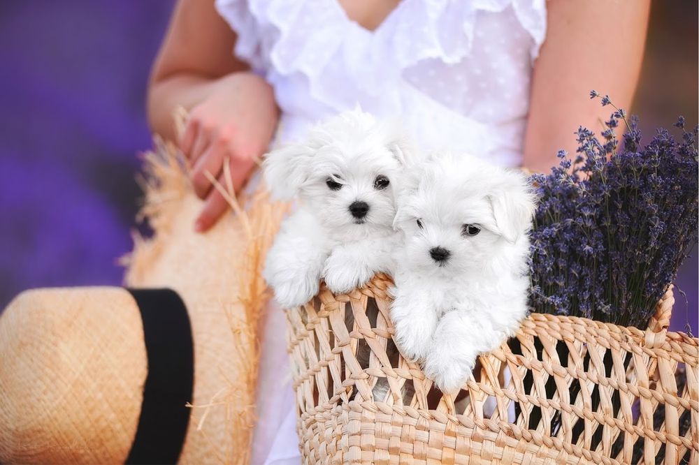 Кукольные малыши от чемпионов