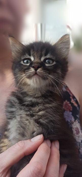 Котики в добрі руки. Пухнасте щастя.