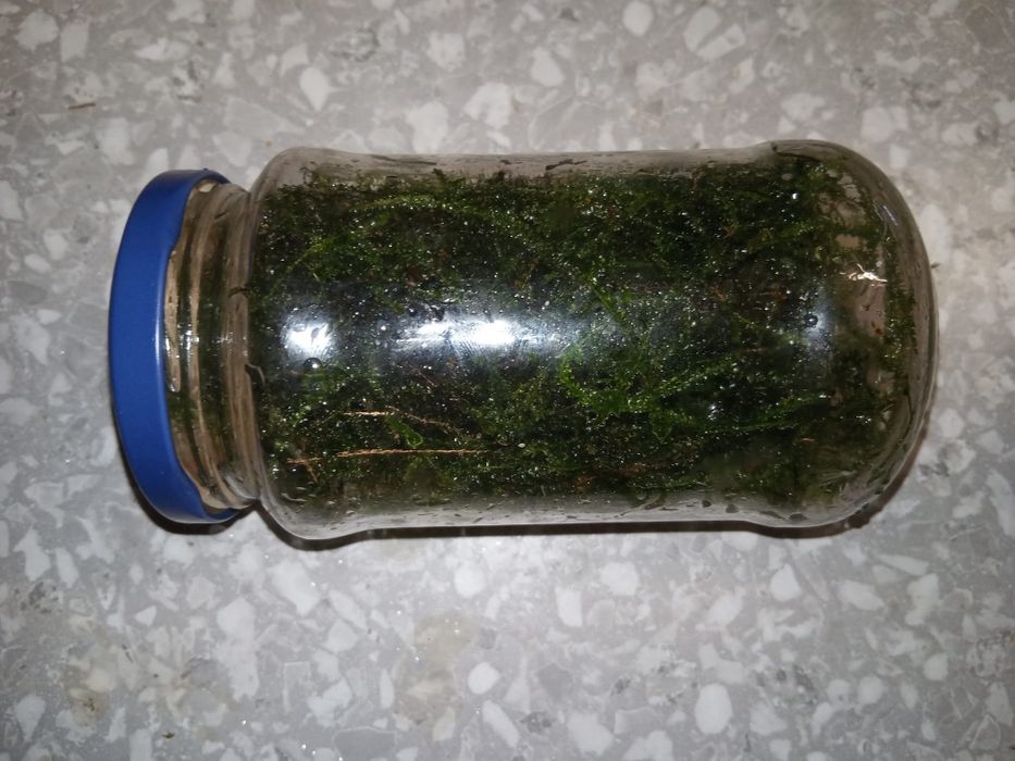 Java Moss mech jawajski