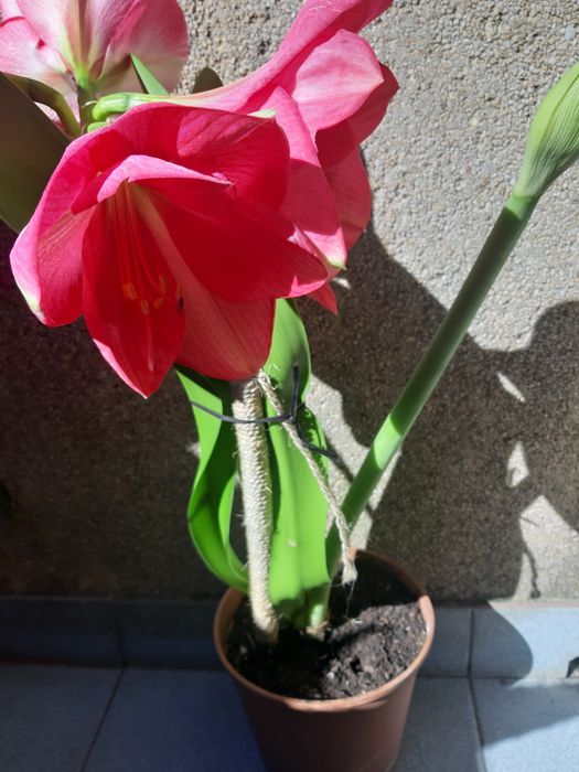 Vendo esta planta com o vaso