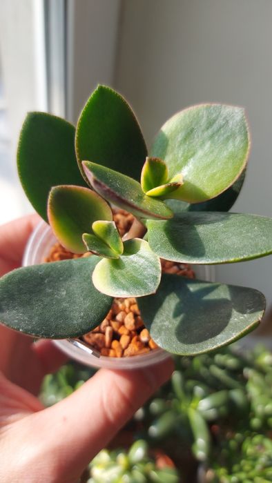 Crassula Blue Bird variegata  Крассула Блуберд вариегата