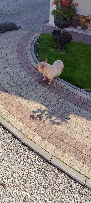 Oddam za darmo w dobre ręce