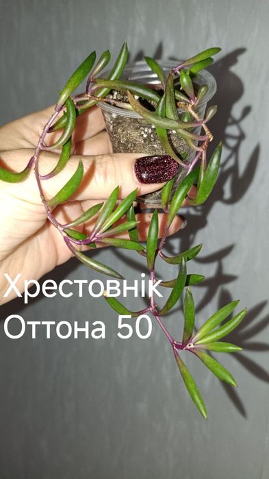 Продам комнатные цветы