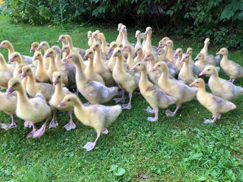 Gęsi , kaczki , kaczogęsi , gęsi owsiane, landes , kołudzka