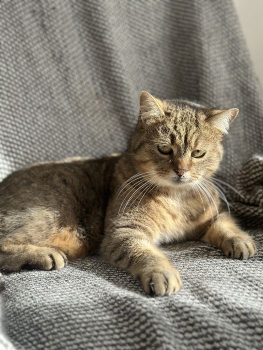 Котик звати Маркуся