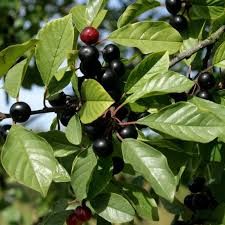 Sadzonki buka,dębu,klonu,  grabu