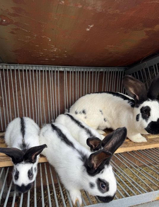 Продам кроликов  (крольчиху или самца, разного возраста)