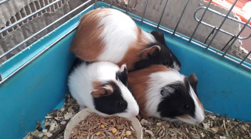 Моська свинка(мурчак)