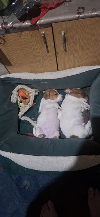 Дівчятка джек рассел  ( пес патрон )