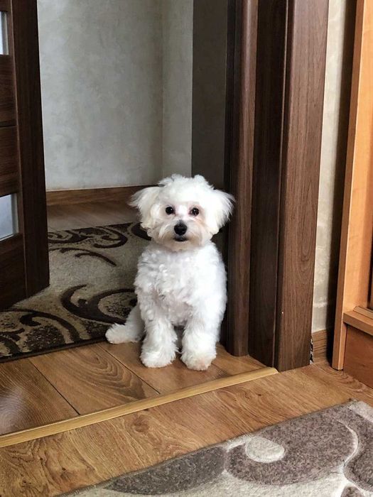 В'язка мальтійська болонка