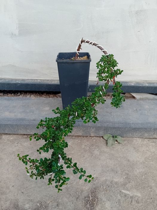 Irga dammera bonsai prebonsai styl kaskadowy outdoor