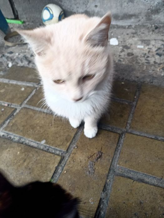 Котик персиковий, дуже класний