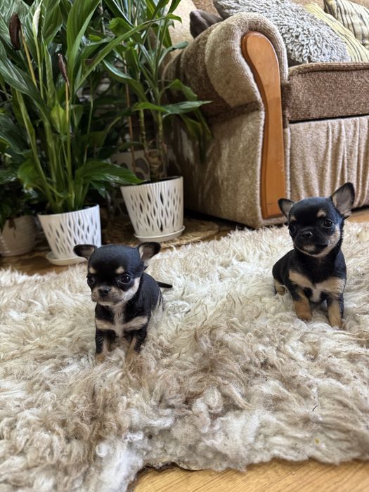 chihuahua krótkowłosy piesek