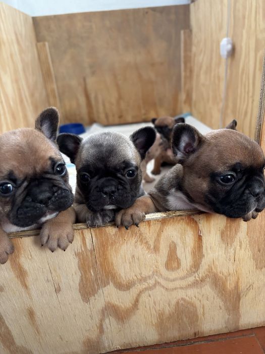 Продам  Французькі бульдоги .