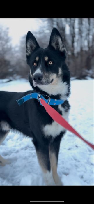 Шукаю дім песику безкоштовно