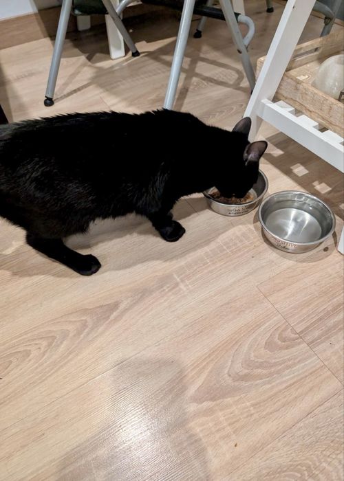 Gato macho para adoção responsável